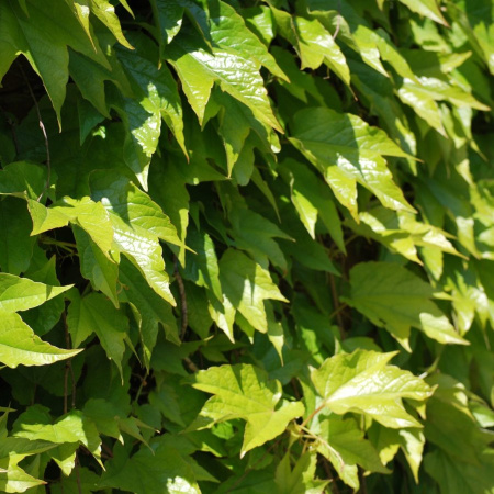 Виноград девичий триостренный Вичи (лат. Parthenocissus tricuspidata 'Veitchii'), семена