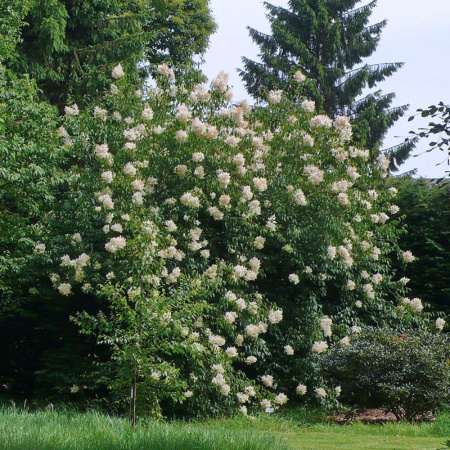 Сирень пекинская (лат. Syringa pekinensis), семена