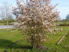 Ирга канадская (лат. Amelanchier canadensis), семена