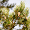 Сосна обыкновенная (лат. Pinus sylvestris), семена
