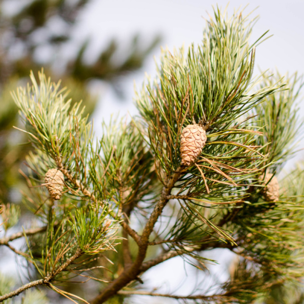 Сосна обыкновенная (лат. Pinus sylvestris), семена