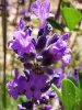 Лаванда узколистная (Lavandula angustifolia), 200 шт