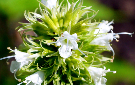 Лофант тибецкий белоцветковый, или Многоколосник морщинистый (лат. Agastache rugosa), семена