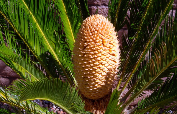 Саговник поникающий (лат. Cycas revoluta), семена 3 штуки