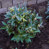 Саркококка Гукера (лат. Sarcococca hookeriana), семена 5 штук
