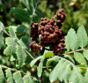 Сумах дубильный (лат. Rhus coriаria), семена