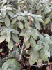 Шалфей лекарственный (лат. Salvia officinalis), 100 шт