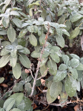 Шалфей лекарственный (лат. Salvia officinalis), 100 шт