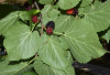 Шелковица черная (лат. Morus nigra), семена