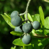Бирючина туполистная (лат. Ligustrum obtusifolium), семена