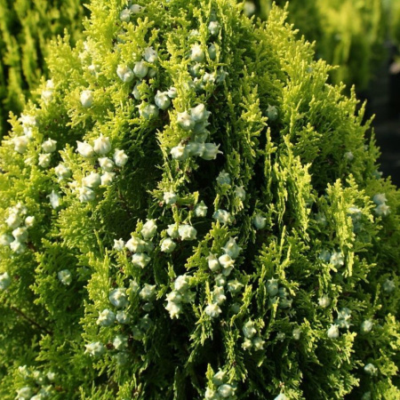 Туя восточная Ауреа Нана (лат. Platycladus orientalis 'Aurea Nana')