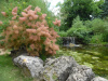 Скумпия кожевенная (лат. Cotinus coggygria), семена 