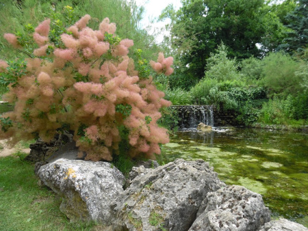Скумпия кожевенная (лат. Cotinus coggygria), семена 