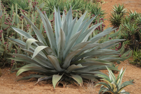 Агава американская (лат. Agave americana), семена
