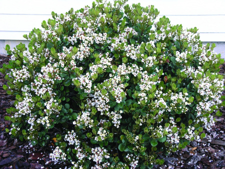 Иглочешуйник зонтичный или Рафиолепис зонтичный (лат. Rhaphiolepis umbellata), семена
