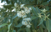 Эвкалипт Робуста, или Болотное красное дерево (лат. Eucalyptus robusta), семена