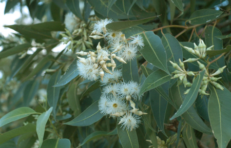 Эвкалипт Робуста, или Болотное красное дерево (лат. Eucalyptus robusta), семена