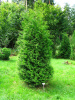 Туя западная Брабант (лат. Thuja occidentalis 'Brabant'), семена