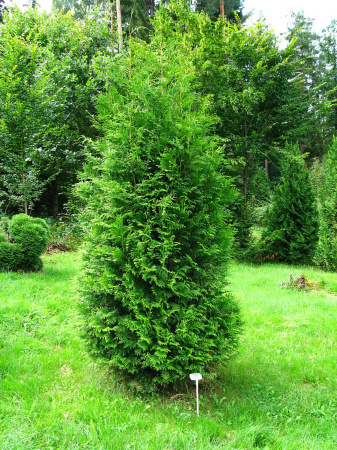 Туя западная Брабант (лат. Thuja occidentalis 'Brabant'), семена