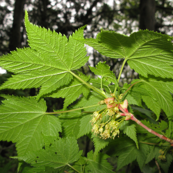 Клен четырехмерный (лат. Acer argutum), семена