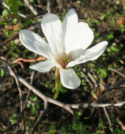 Магнолия кобус (лат. Magnolia kobus), семена