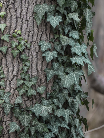 Плющ обыкновенный (лат. Hedera helix), семена