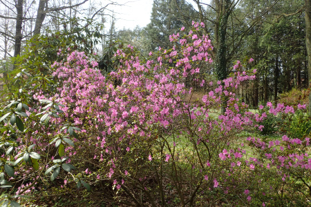 Рододендрон даурский гибридный Стаккато (лат. Rhododendron x dauricum) 0,05 грамм, семена