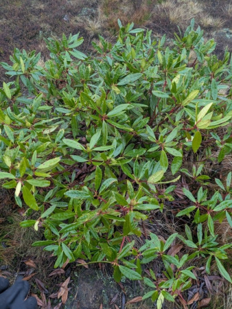 Рододендрон понтийский (лат. Rhododеndron pоnticum), семена 0,05 грамма