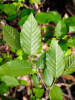 Граб каролинский (лат. Carpinus caroliniana), семена
