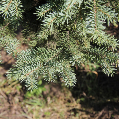 Ель сибирская голубая (лат. Picea sibirica var. coerulea), семена