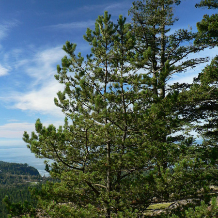 Сосна скрученная широкохвойная (Pinus contorta var. Latifolia), семена