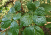 Каликант Чашецветник китайский (лат. Calycanthus chinensis), семена