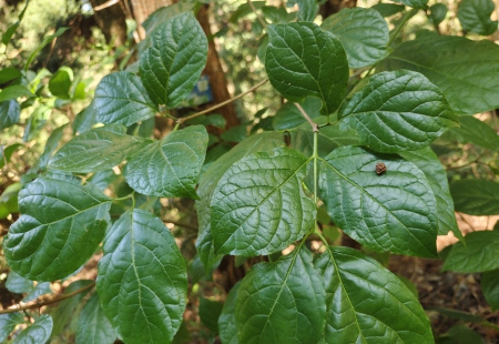 Каликант Чашецветник китайский (лат. Calycanthus chinensis), семена