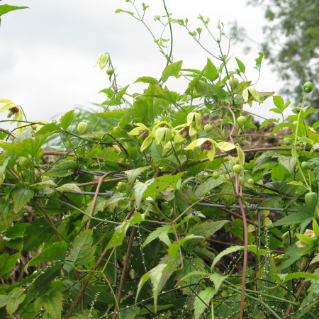 Клематис пильчатолистный (лат. Clematis serratifolia), семена