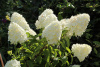 Гортензия метельчатая Полярный медведь (лат. Hydrangea paniculata 'Polar Bear')