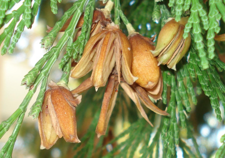 Калоцедрус низбегающий (лат. Calocedrus decurrens), семена