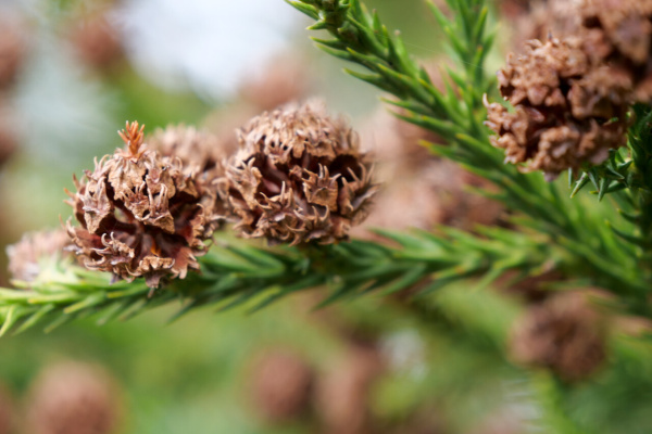 Криптомерия японская Китаяма-Дей (лат. Cryptomeria japonica 'Kitayama-dai'), семена 0,2 грамма