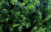 Можжевельник обыкновенный (лат. Juniperus communis), сеянцы, 6 шт