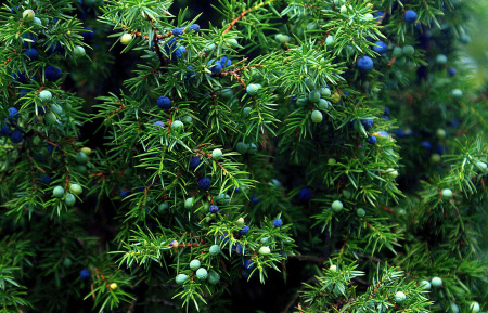 Можжевельник обыкновенный (лат. Juniperus communis), сеянцы, 6 шт