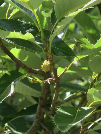 Дуб изменчивый (лат. Quercus variabilis), саженцы, 3 шт
