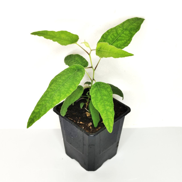 Эвкалипт лимонный (лат. Eucalyptus citriodora), сеянец, 1 шт