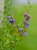 Иссоп лекарственный (лат. Hyssopus officinalis), семена