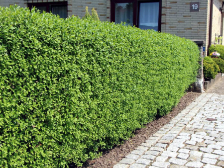 Бирючина обыкновенная (лат. Ligustrum vulgare), семена
