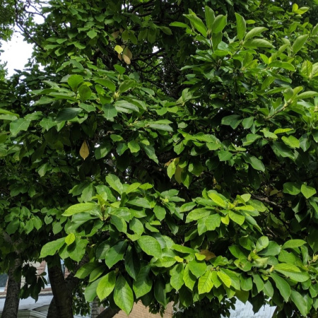 Магнолия Суланджа (лат. Magnolia × soulangeana), семена
