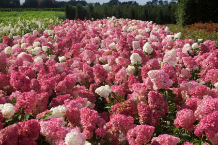Гортензия метельчатая Ванилла Фрайз (лат. Hydrangea paniculata 'Vanille Fraise') С3, саженец