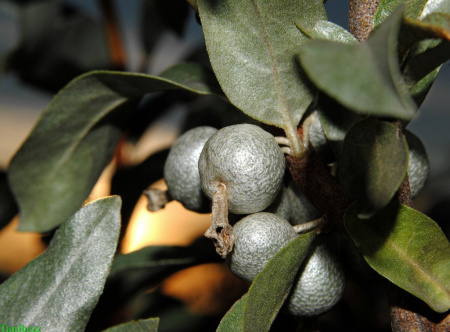 Лох серебристый (лат. Elaeagnus commutata), семена