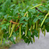 Карагана древовидная или акация желтая (лат. Caragana arborescens), семена