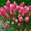 Гортензия метельчатая Самарская Лидия (лат. Hydrangea paniculata 'Samarskaya Lidiya')