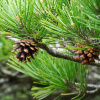 Сосна густоцветная (лат. Pinus densiflоra), семена
