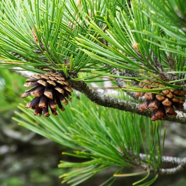 Сосна густоцветная (лат. Pinus densiflоra), семена